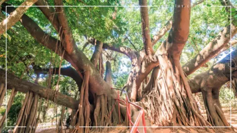 Casa Goiana em Caldas Novas | Cultura de Goiás