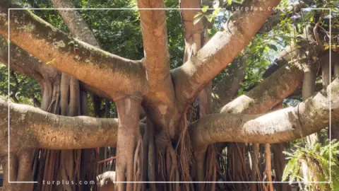 Casa Goiana em Caldas Novas | Cultura de Goiás